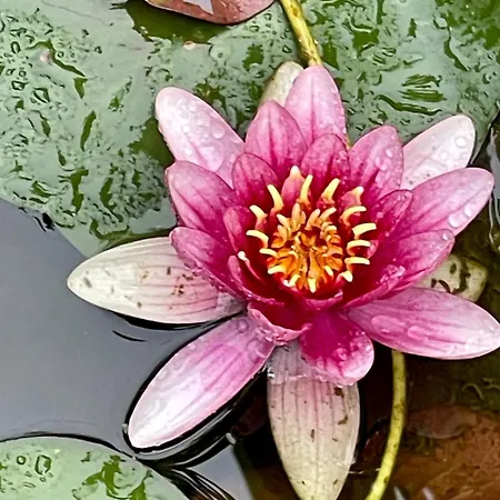 Tavirózsa 1a Hévíz