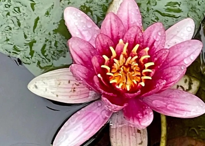 Tavirozsa 1a Hévíz